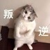 chenlaiyi