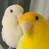aiyayafuyaya