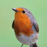 birdlittle