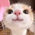 Ms.Meowツ