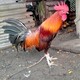 creator avatar