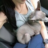 lulululugou