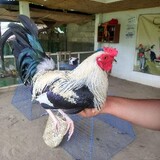 angelogamefowl