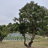 yangshenghechaguan