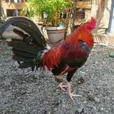 JZGameFowl