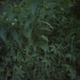 Nabin Hamal_7792