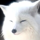 ivywei21888