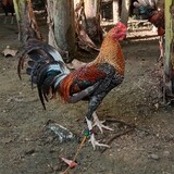 boypogigamefowl