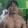 DEDEN_ SILET