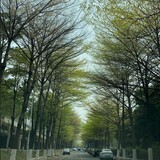 niangbaihuachenzhou