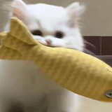 naihuang___meme