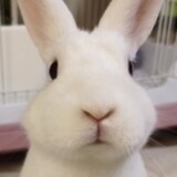 meiqiandepengyoumini