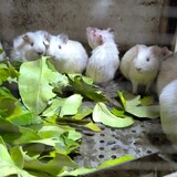 aichiwobiancaotutu