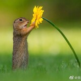 Sheyingshisongshu