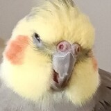 miemiemiemiejiangjun