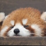 liangduolanmeidangao