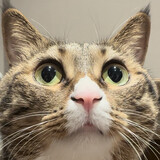 goujiaoxiao___yanyan