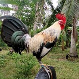 spicyblack88gamefarm