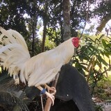 Dwayne Rei G-Ajonan