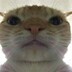 iMafcknCat