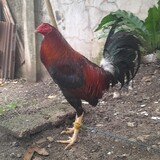 Tuapada