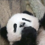 rongmanyingying