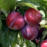 Punicplum