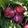 Punicplum