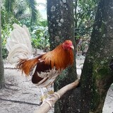 B.Y.B GAME FARM