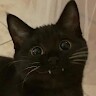 blackcat-_-