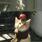 vy mi la cute