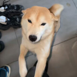 mengchongkaixinguo