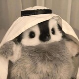 qutuxiaoqie