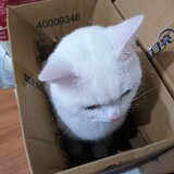kuangbenmiao