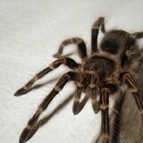 Kryzler Servandil Ra