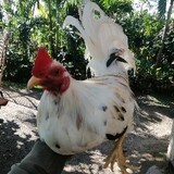 OrangeCountyGamefowl