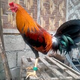 6B.Gamefowl