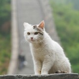 zhangchenghaohan___