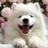 mengchongguanchashi1