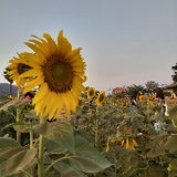 Mr.Sunflower