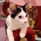 Nanda Ananda_1322