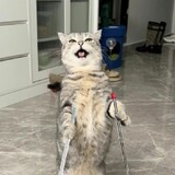 guoweipaomian