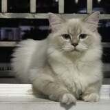 miaowuwuyanyanyan