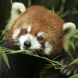 xiaolanghualeaper
