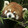 xiaolanghualeaper