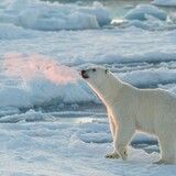 yibantongguoliemoren