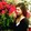 strawberry_ber101