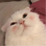 anshiyizhipig