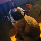 caicaizhu