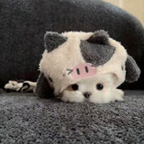 laoshuaichi___